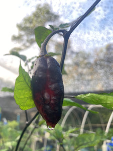 Red Horizon XD (Pepper Seeds) (Limited)
