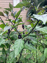 Load image into Gallery viewer, Black Hole Horizon (Pepper Seeds) (Limited)