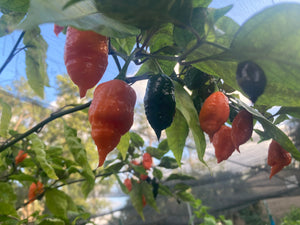 Sharknado Outbreak (T-E)(Pepper Seeds)