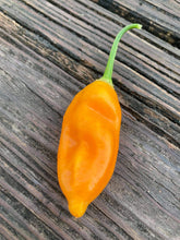 Load image into Gallery viewer, Conquistador (Inca Berry XL) (Pepper Seeds)