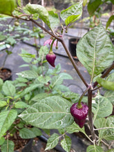 Load image into Gallery viewer, Bhut Jolokia Purple/Peach (Pepper Seeds)