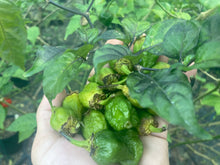 Load image into Gallery viewer, MonsterGum Leopard (Green)(Pepper Seeds)