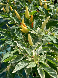 Hot Pallet (Pepper Seeds)