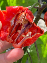 Load image into Gallery viewer, Purple BhutWrecker (Pepper Seeds)