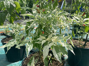 Tiger Thunder (Pepper Seeds)