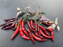 Load image into Gallery viewer, Lost Boys (T-E) (Pepper Seeds)