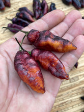 Load image into Gallery viewer, Pandora’s Box Pimenta Jolokia/PJ Mix (Pepper Seeds)