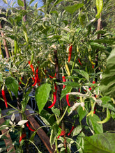 Load image into Gallery viewer, Intergalactic Red (T-E) (Pepper Seeds)