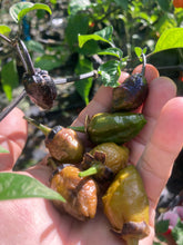 Load image into Gallery viewer, MonsterGum Leopard (Mustard)(Pepper Seeds)