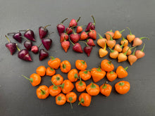 Load image into Gallery viewer, Chuparita (Mix)(T-E) (Pepper Seeds)