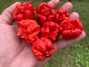 Carolina Reaper Red (Pepper Seeds)