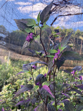 Load image into Gallery viewer, Red Trixster XD (Pepper Seeds)
