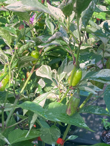 Thunder Nugs (Pepper Seeds)