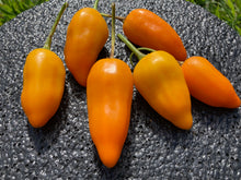 Load image into Gallery viewer, Aji Jamy (Pepper Seeds)