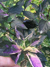 Load image into Gallery viewer, Mythical Places (VSRP Poblano) (T-E Mix) (Pepper Seeds)