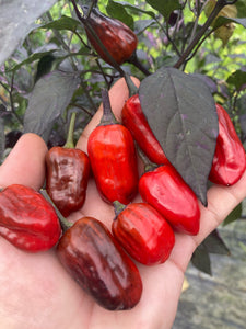 Bryan’s Vulcan Blood (Pepper Seeds)