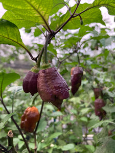 Golden Haze Horizon (Pepper Seeds)