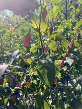 Load image into Gallery viewer, Pink Chupacabra (T-E) (Pepper Seeds)