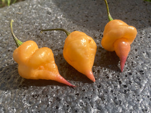 Jays x Pink x Reaper “Da Hulk” and Peachy “Lemon” combo (Pepper Seeds)