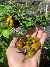 Load image into Gallery viewer, MonsterGum Leopard (Mustard)(Pepper Seeds)