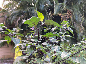 PurpleGum Black Cream (Pepper Seeds)