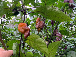 Golden Haze Horizon (Pepper Seeds)