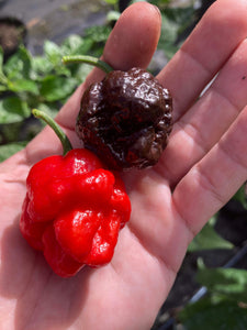 SBJ7 (Pepper Seeds)