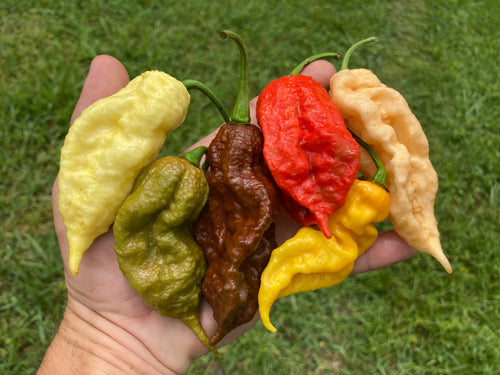 Red Ghost Scorpion T-E (Limited)(Pepper Seeds)