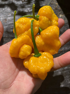 Kokomo Bonnet (Pepper Seeds)