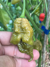 Load image into Gallery viewer, OMG GhostScorpion T-E (Limited)(Pepper Seeds)