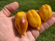 Load image into Gallery viewer, Purple Uprising Yellow (Pepper Seeds)