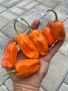 Puriraheim (T-E) (Pepper Seeds)