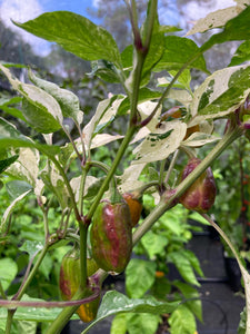 Thunder Nugs (Pepper Seeds)