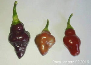 Roxa Lantern (T-E Mix)(Pepper Seeds)