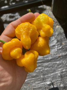 Kokomo Bonnet (Pepper Seeds)