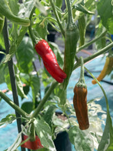 Load image into Gallery viewer, Tiger Thunder (Pepper Seeds)