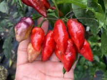 Load image into Gallery viewer, Red Wendigo (T-E) (Pepper Seeds)