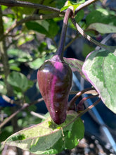 Load image into Gallery viewer, Red Trixster (Pepper Seeds)