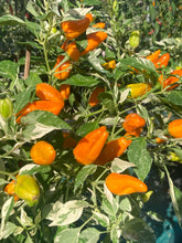 Load image into Gallery viewer, Orange Fish (Pepper Seeds)