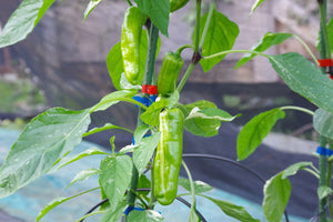 BadFish XL (Pepper Seeds)