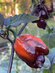 Voltron Caramel (T-E)(Pepper Seeds)