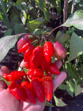 Load image into Gallery viewer, Red Wendigo (T-E) (Pepper Seeds)