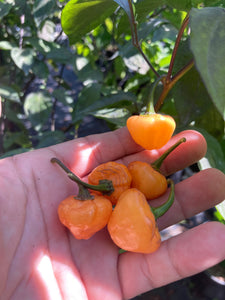 Chuparita Mix) (T-E) (Pepper Seeds)