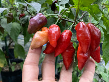 Load image into Gallery viewer, Red Wendigo (T-E) (Pepper Seeds)