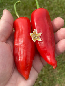 Aji Escabeche Pi260580 (Red)(Pepper Seeds)