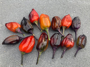 Bryan’s Vulcan Blood (Pepper Seeds)