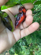 Load image into Gallery viewer, PJ Red OG (Pepper Seeds)