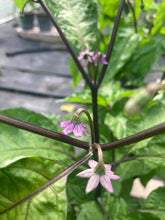 Load image into Gallery viewer, Bhut Jolokia Purple/Peach (Pepper Seeds)