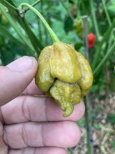 Load image into Gallery viewer, OMG Ghost Scorpion T-E (Limited)(Pepper Seeds)