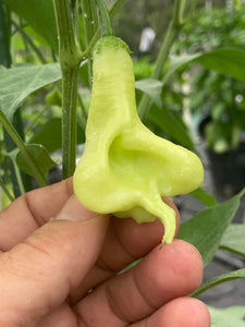 Soul Squeeze (Pepper Seeds)